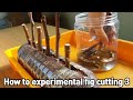 실험삼아 해본 무화과삽목방법3ㅣHow to experimental fig cutting 3