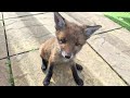 Baby fox rescue with happy ending