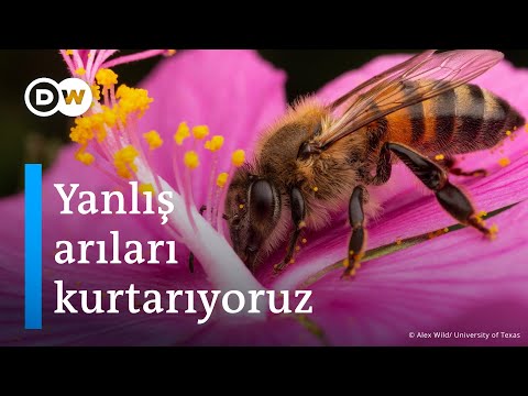 Video: Arıları kurtar! Yerli Bombus Arıları neslinin tükenişinden korunmasına nasıl yardımcı olabilirsiniz?