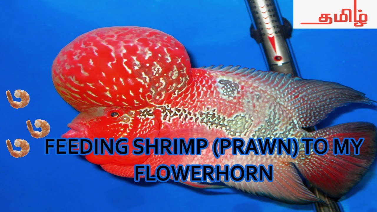 Flowerhorn and feeding shrimps YouTube