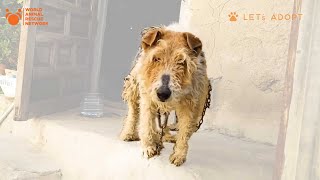 Can A Dog With a Tumor Love After Being Chained To A Wall All Its Life  Viktor Rescues Chained Dog