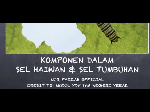 Video: Antara berikut, yang manakah terdapat dalam sel haiwan tetapi bukan sel tumbuhan?