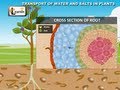 Transport of Water and Salts in Plants - Science