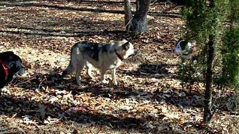 Dogs and their sticks