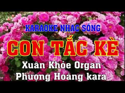 Tắc Kè Karaoke - Con Tắc Kè - karaoke nhac sóng