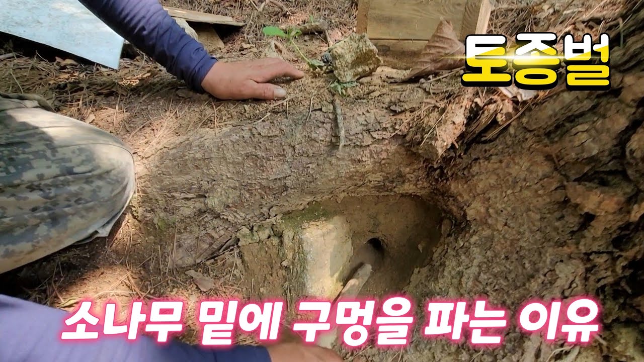 Таким образом привлекают и выращивают местных пчел.