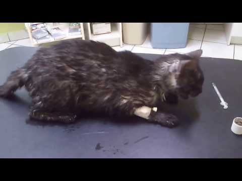 Permethrin poisoning in a cat