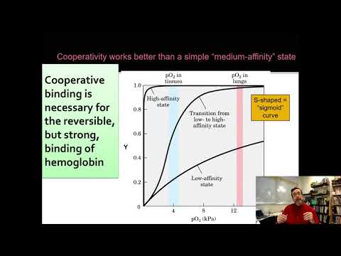2021 Lecture 11.3: Hemoglobin Cooperativity and Binding Graphs