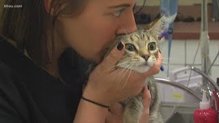Are ready to foot the bill for your pet's medical emergency
