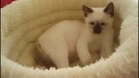 Watch the video about Cute Chocolate Siamese Kitten