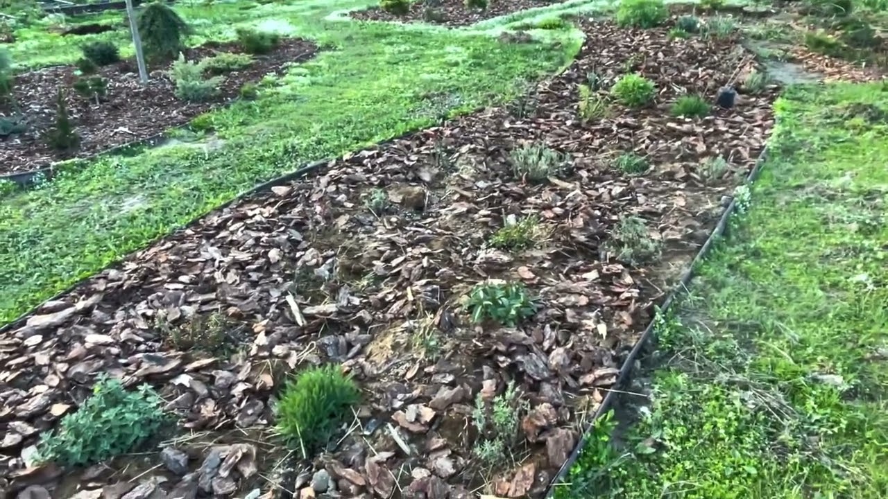 Начало мая. Результат прикопа хвойных в горшках и без них. Продолжаю оформлять клумбы