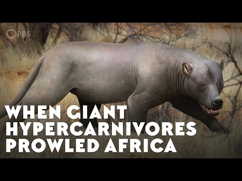 ⁣Giant African Hypercarnivores