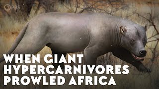 When Giant Hypercarnivores Prowled Africa