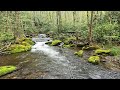 The most remote wild trout stream in the smokies is amazing