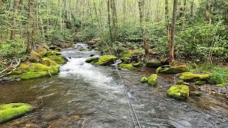 The most remote wild trout stream in the Smokies is amazing!
