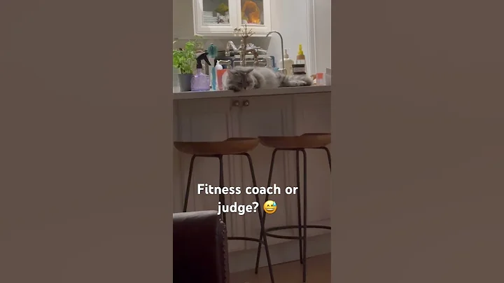 Video 11231761: cat dance funny pets, cat exercise funny