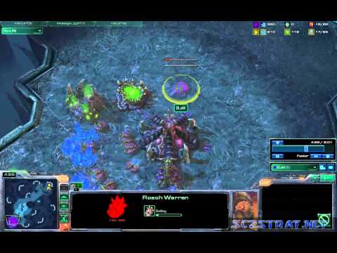 스타크래프트 2 - 저그 8 풀 빌드 - ZvP - SC2Strat.Net