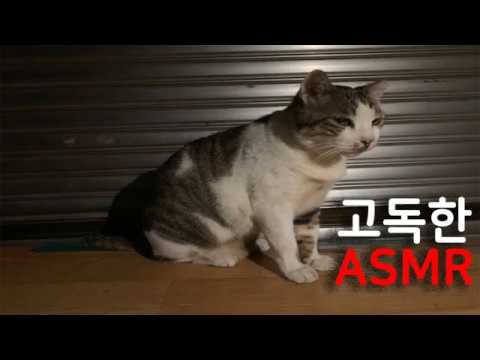 고독한 ASMR 고양이 캔먹방 | 그루밍 | cat eating show | 猫食节目