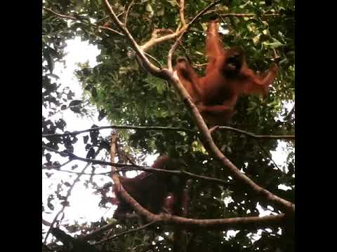 Video: Kutai Milli Parkının təsviri və fotoşəkilləri - İndoneziya: Kalimantan Adası (Borneo)