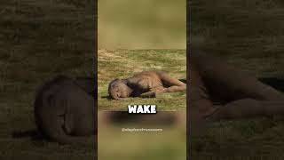 ELEPHANT WAKES UP HIS BABY