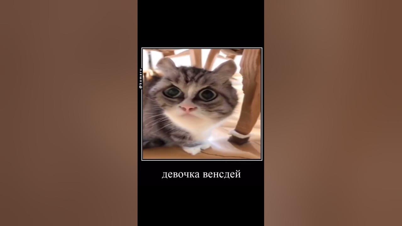 девочка Венсдей #венсдей #wensday #motivation #приколы #подпишись #лайк ...