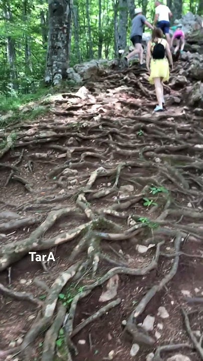 Идемо на видиковац ,тара. #slikanje #travel #serbia #srbija #tara - YouTube
