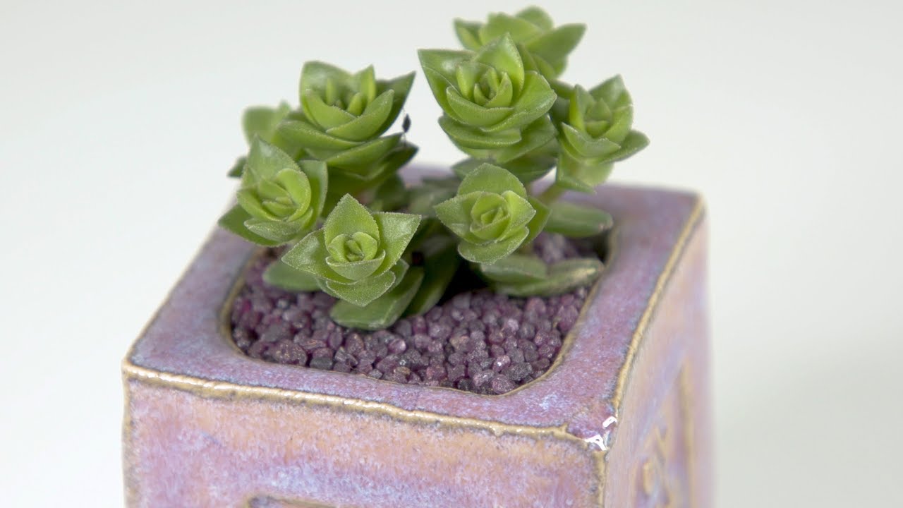 Crassula Green Pagoda