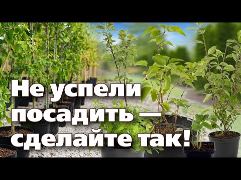 КАК СОХРАНИТЬ САЖЕНЦЫ ДО ВЕСНЫ. ОПЫТ ПРОФЕССИОНАЛОВ