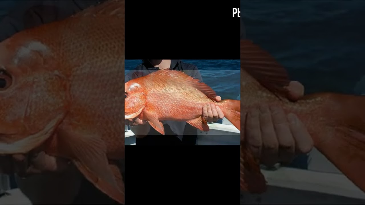 Эта рыба предотвращает онкологию