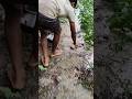 বৃষ্টি সময় পুকুর পাড়ে কৈ মাছ ধরা।#shorts #fishing #viral #trending
