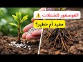 احذر تسميد الشتلات بالفوسفور في الربيع الطريقة الصحيحة لنمو جذور قوية احذر تسميد الشتلات بالفوسفور في الربيع الطريقة الصحيحة لنمو جذور قوية