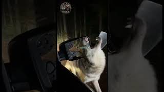 RIPPED APART! Aggressive Wild Wolf Attacks Car Mirror And Tears Wires! 😱🐺💥