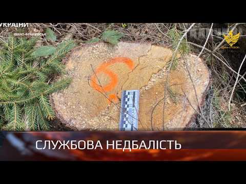 Знищили дерев на 11,4 мільйона гривень