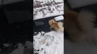 Puppy playing in the snow at 20240122 in zhangjiajie
