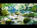 涼しいひぐらしと鳥のさえずり 優しく心地よい川のせせらぎ：緊張緩和、活力向上にお役立てください【自然音,ASMR,4K,relaxing nature sounds】
