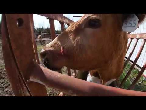 Video: Cysty (epidermoid) U Koní