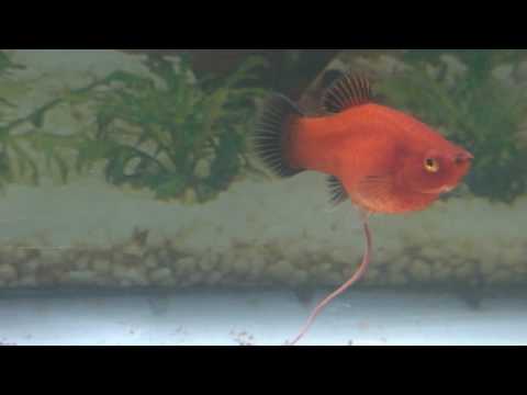 卵胎生的魚 太陽 Youtube 卵胎生的魚 太陽 Youtube