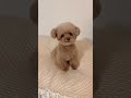 심쿵하는 까딱미소 모음  #미소아라 #pets #반려견 #까딱미소 #misoara