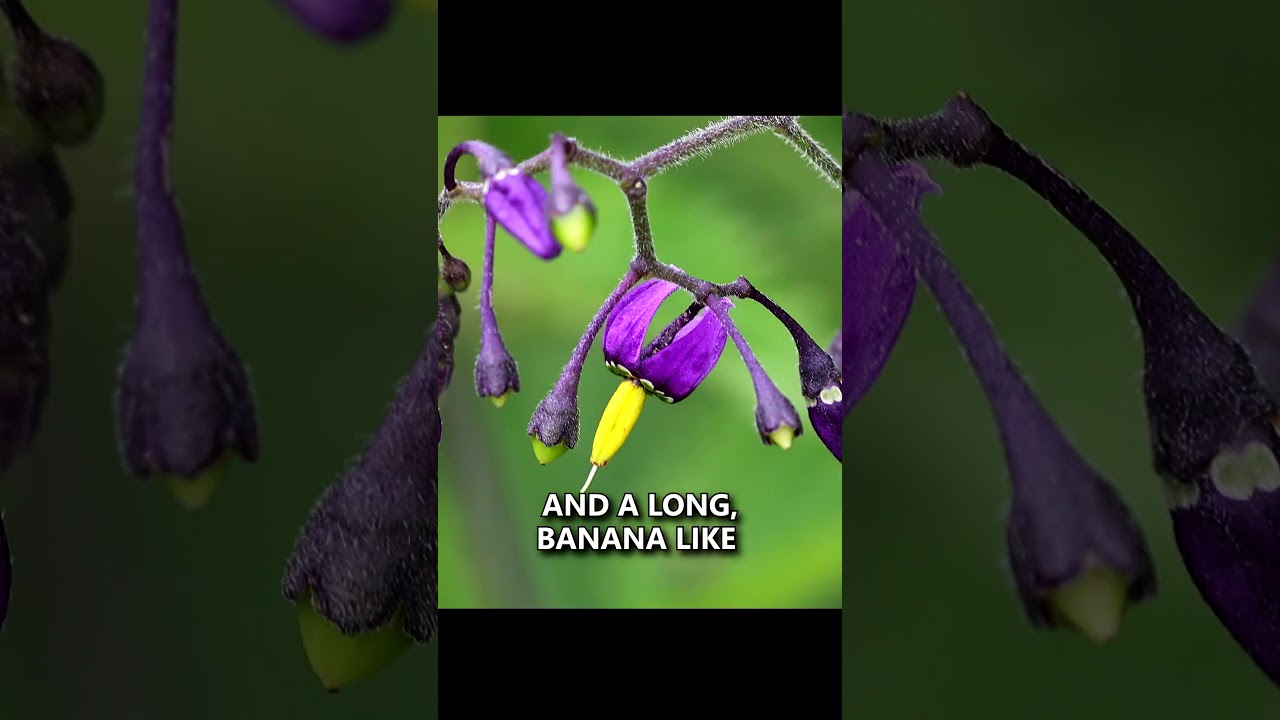 Avoid this Poison Berry while Camping! Bittersweet Nightshade 