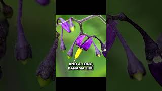 Avoid this Poison Berry while Camping! Bittersweet Nightshade #survival #camping #bushcraft #shorts