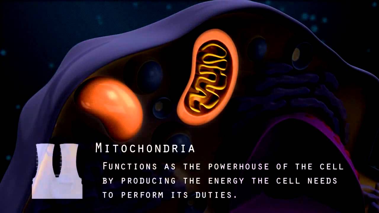 ELearning by The Post Zone 03 (Cell Structure) YouTube