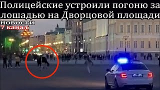 Полицейские устроили погоню за лошадью на Дворцовой площади.