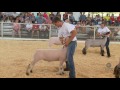 FFA Sheep Show