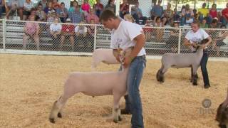 FFA Sheep Show