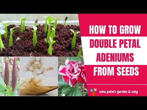 HOW TO GROW