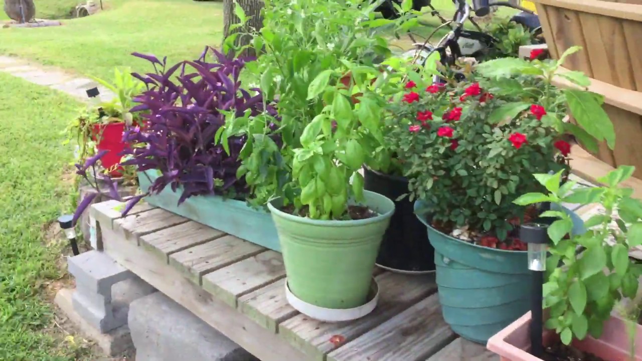 Lets talk about plants 🌱 tiny house plans