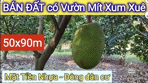 BÁN ĐẤT Có nguyên vườn Mít, Dừa, Vú Sữa - Rất Phù Hợp Nghỉ Dưỡng | Điền Thổ Tây Ninh