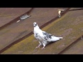 Сокол атакует голубей на Киевщене, снимает Игорь Мисник