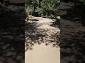 Sonido Ambiente de Parque 🌳🌴⛰️ Sounds Park Ambience #shorts #naturesounds #sonidodenaturaleza