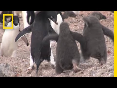 Hungry Chicks Want to Be Fed NOW | National Geographic